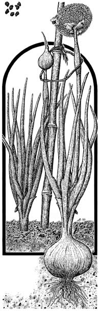 Illustration of Onion for Seed's Savers Handbook